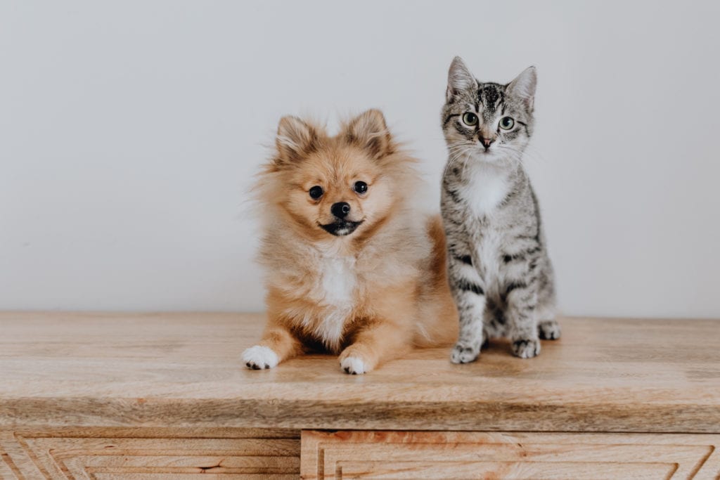 Dog and Cat Sitting on Wooden Surface