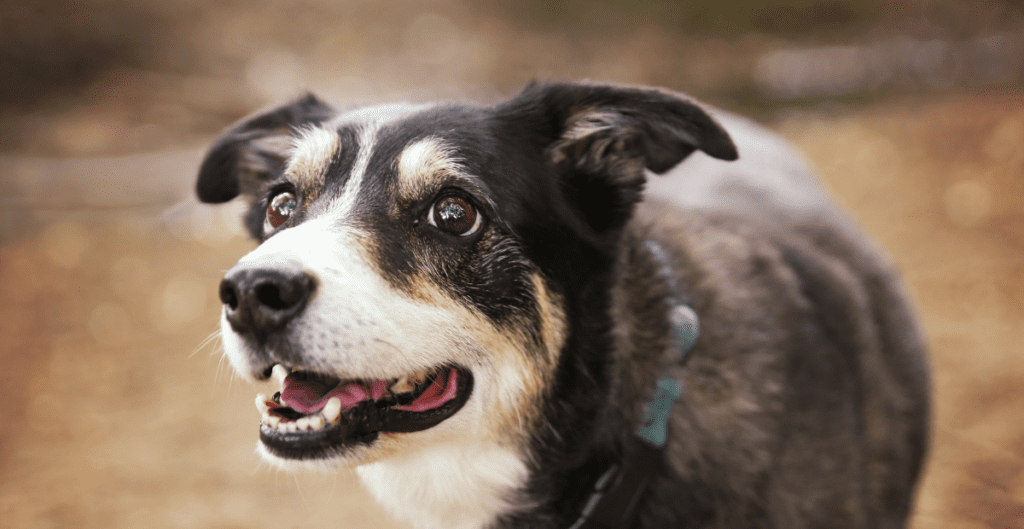 multicolored mutt looking expectantly off camera